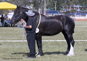 duchess-looking-lovely