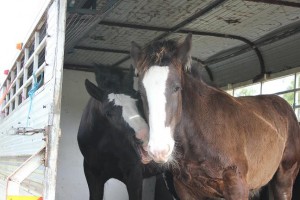 reb-and-zar-playing-in-the-float