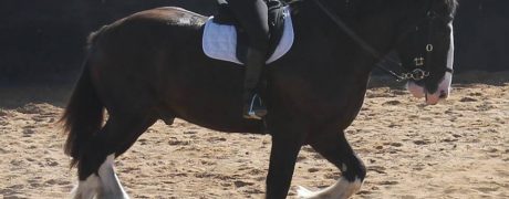 10252031_460267190743591_2194732813899138692_n