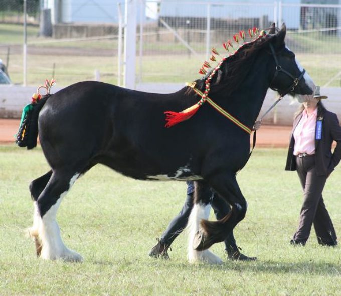 1st show done, pregnant and employed!