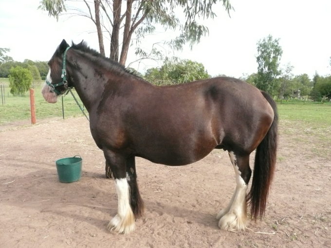 shocking deaths of MUWARRA DIMITY PEARL & foal Amber shocking deaths of MUWARRA DIMITY PEARL & foal Amber