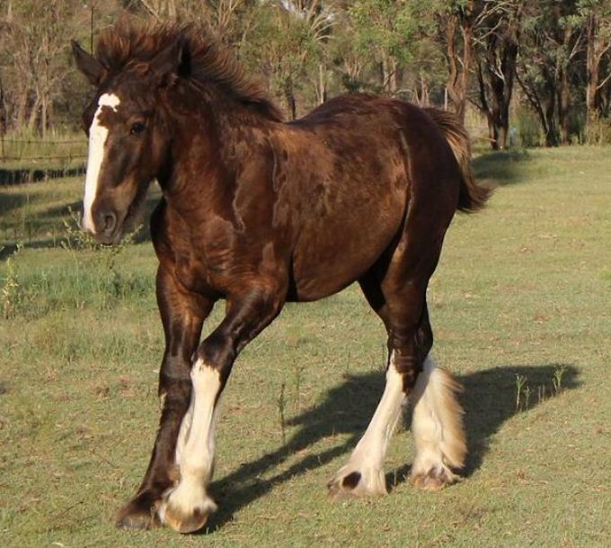 Deacons Gate Kytan – For Sale