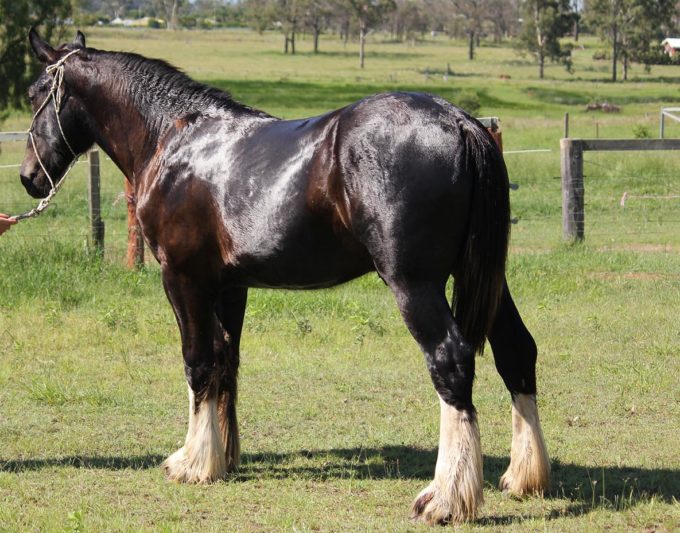 Kytan Gelding “SOLD”