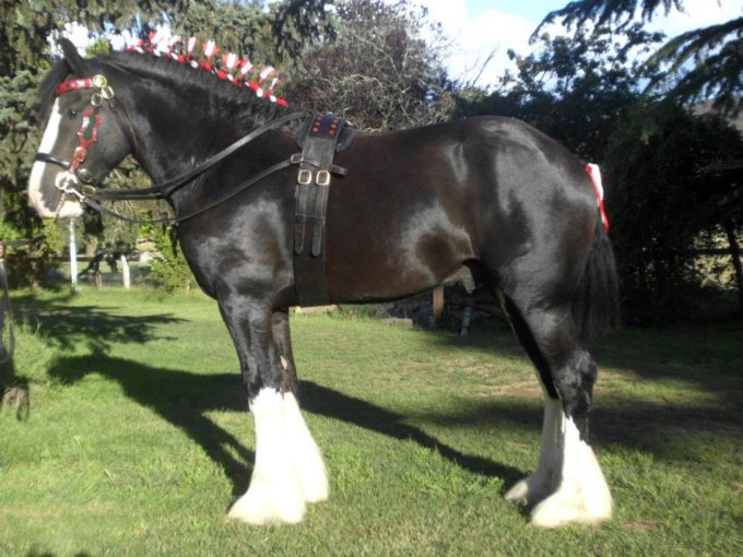 Rebel takes out 2nd at 2012 Sydney Royal and also “SOLD”