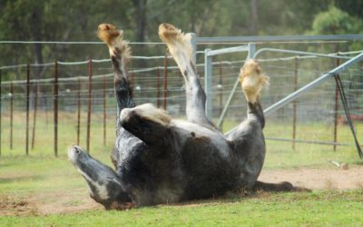 gallery-aurora-in-heaven-2014