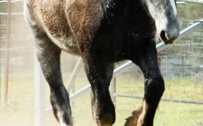 gallery-aurora-running-2014