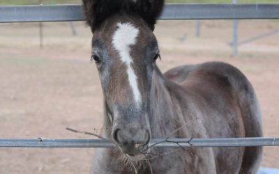 gallery-aurora-stick-testing-2013