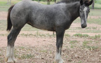 gallery-aurura-2014-big-future