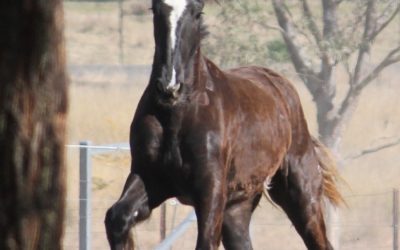 gallery-cerefin-2013