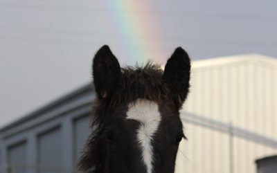 gallery-cerefin-and-her-rainbow-2012