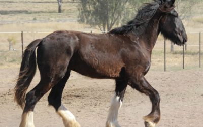 gallery-cerefin-dreamy-girl-2013