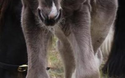 gallery-cerefin-foal-2012