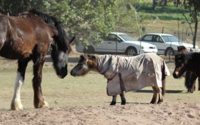 gallery-cerefin-meeting-the-littles-2013