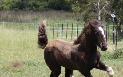 gallery-cerefin-prancing-2012