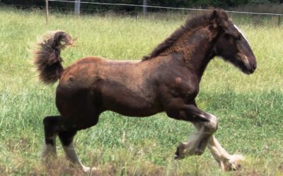 gallery-cerefin-tail-2012