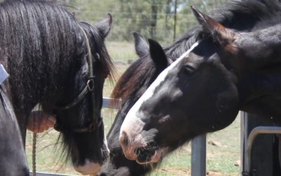 gallery-charlotte-meeting-zar-and-duch-2016