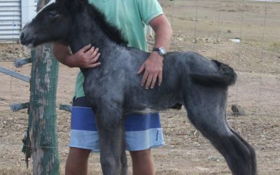 gallery-dale-aurora-2013