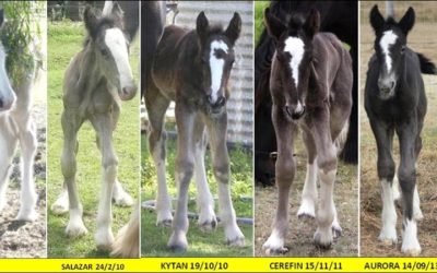 gallery-deacons-gate-foals
