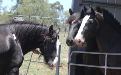 gallery-duch-zar-and-charlotte-2016