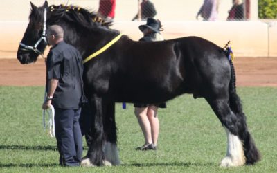 gallery-duchess-dale-judging-2014