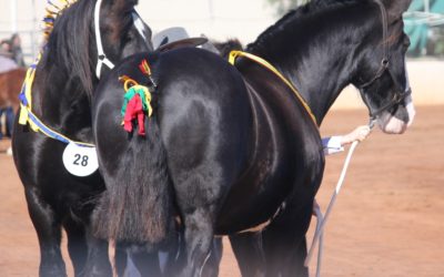 gallery-duchess-pearl-showing-2014