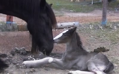 gallery-fiera-birthday-with-duchess