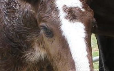 gallery-kytan-foal-2010