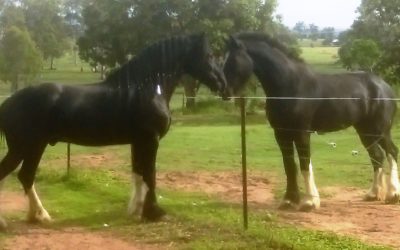 gallery-lucius-cerefin-meet-first-time