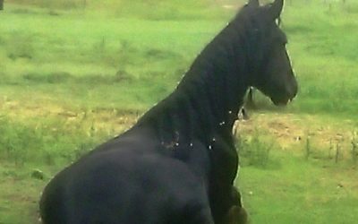 gallery-lucius-arrived-mar-2016