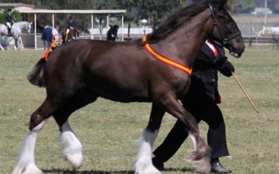 gallery-lucius-showing-2013