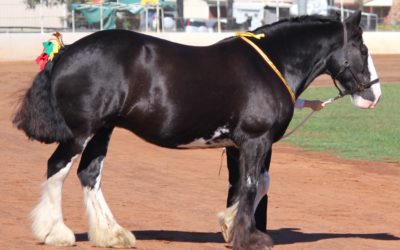 gallery-pearl-2014-chhfd