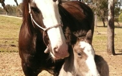 gallery-pearl-rebel-2008