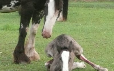 gallery-pearl-zar-all-legs-2010