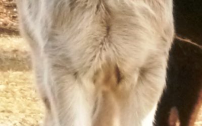 gallery-rebel-foal-2009