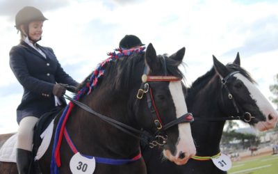 gallery-salazar-pearl-ridden-2014