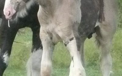 gallery-salazar-foal-home-2010