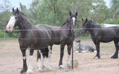 gallery-mares-foals-2014